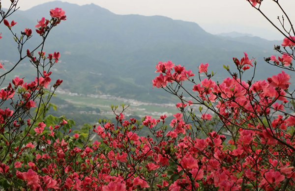 第十五屆大別山（安徽·岳西）映山紅旅游文化月活動開幕